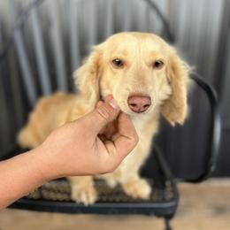 Dolly - Dachshund