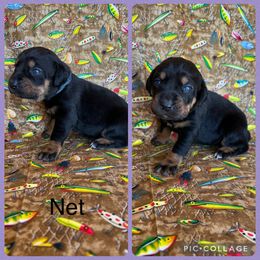Net - Black female Catahoula Leopard Dog puppy in Forbes, Minnesota from North Country Catahoulas