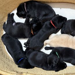 Labrador Retriever puppies from Meadow Pond Retrievers