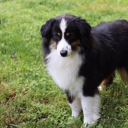 Maggie - Miniature American Shepherd