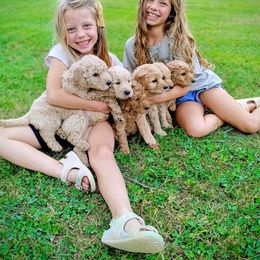 Goldendoodle Puppies from Alicia Re