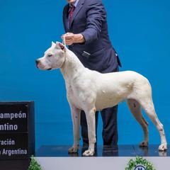 ARG INT CH ARANZA - Dogo Argentino