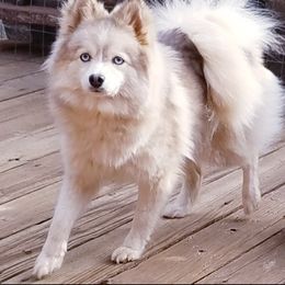 Bunny - Pomsky