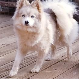 Bunny - Pomsky