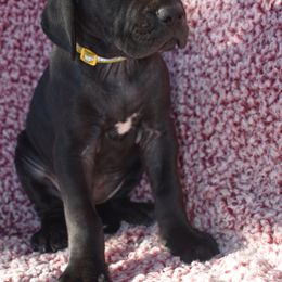 Yellow Collar Black Female - Great Dane puppy from Texas Blue Danes
