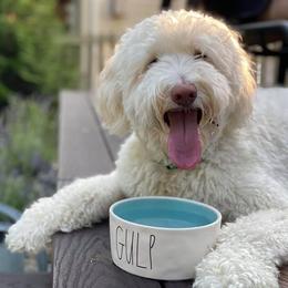 Goldendoodle, Poodle, and Sheepadoodle All Grown Up from Brewer's Goldendoodles & Sheepadoodles