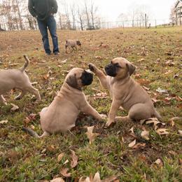 Bullmastiff Puppies from Bristol Hills Bullmastiff