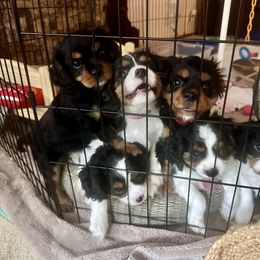 Cavalier King Charles Spaniel Puppies from The Cavi Pack
