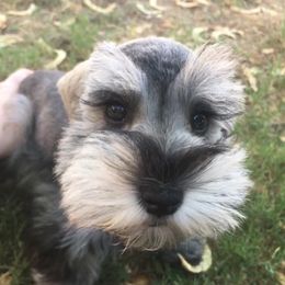 Miniature Schnauzer Puppies from Apples schnauzers