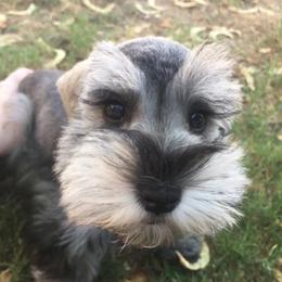 Miniature Schnauzer Puppies from Apples schnauzers