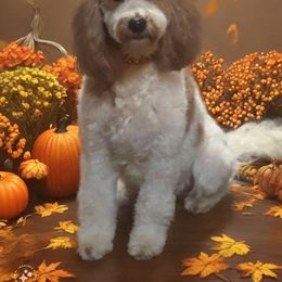 Tillie - Goldendoodle
