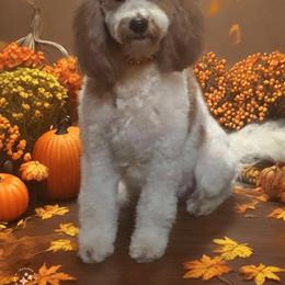 Tillie - Goldendoodle
