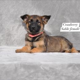 Cranberry - Sable female German Shepherd puppy in New Cambria, Missouri from Des Hausraben Shepherds