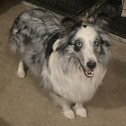 Platinum - Shetland Sheepdog