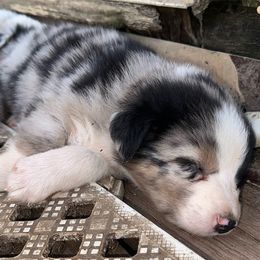 Boy 5 - Black - Australian Shepherd puppy from MP Aussies