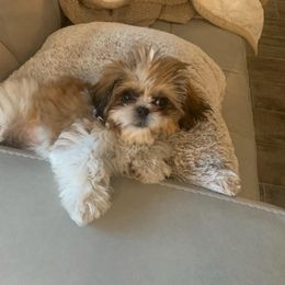 Shih Tzu Puppies from Jocelyn Burkey's Shih Tzus