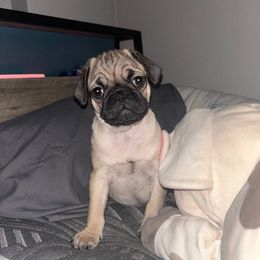 Pugs from Pug Puppies
