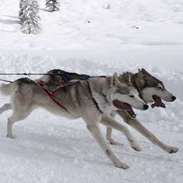 Alaskan Malamutes from SouthernStar Kennels