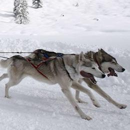 Alaskan Malamutes from SouthernStar Kennels
