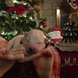 Blue - White and biscuit male Samoyed puppy in San Antonio, Texas from Hill Country Samoyeds