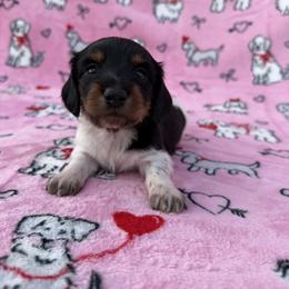 Black and Tan Piebald - Onyx Boy - Piebald male Dachshund puppy in Knoxville, Tennessee from Over The Moon Minis