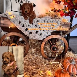 Goldendoodle Puppies from With Love Golden Doodles