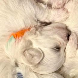 Puppy love - White and buff male Bichon Frise puppy in Lavon, Texas from Sissy’s Heavenly Paws