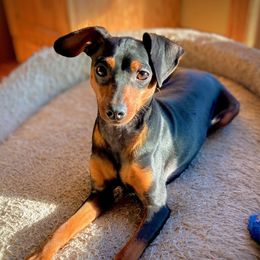 Piper - Miniature Pinscher