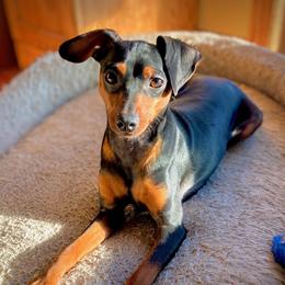 Piper - Miniature Pinscher
