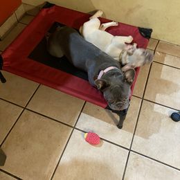 French Bulldog puppies from Daniel Ramos