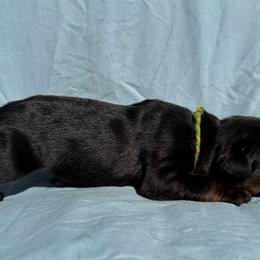 Ansley - Black and rust female Doberman Pinscher puppy in Toney, Alabama from Bhon Mhuir Dobermanns