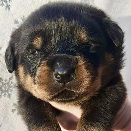 Green - Black and mahogany female Rottweiler puppy in Waverly Hall, Georgia from Dragonflytkennels
