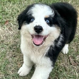 Boy 2 - Black tri-color Australian Shepherd puppy in Mountain Home, Arkansas from Flyin’ J5 Farms