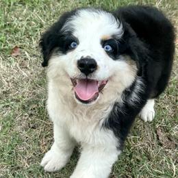 Boy 2 - Black tri-color Australian Shepherd puppy in Mountain Home, Arkansas from Flyin’ J5 Farms