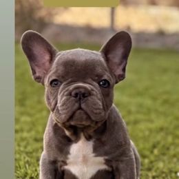 Boy 1 - Blue male French Bulldog puppy in Cordes Lakes, Arizona from Puppy Love AZ LLC