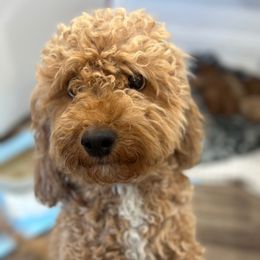 Ginger (mini goldendoodle) - Goldendoodle