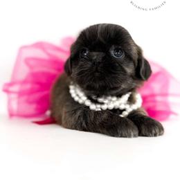 Didi - Blue female Shih Tzu puppy in League City, Texas from Divine Pups
