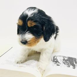 Stanley - Tri-color male Australian Labradoodle puppy in Avon, Indiana from Forever Friends Labradoodles