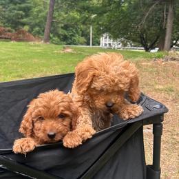 Red Heart - Red  female Goldendoodle puppy in Germantown, Maryland from Honey Blossom Doodles