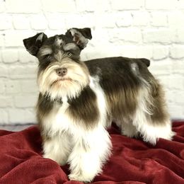 Junebug - Miniature Schnauzer