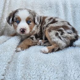 Carolina - Red merle female Miniature American Shepherd puppy in Austin, Texas from ATX Mini Aussies