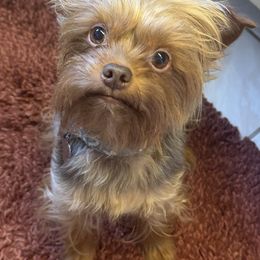 Yorkshire Terrier Puppies from MCM Acres