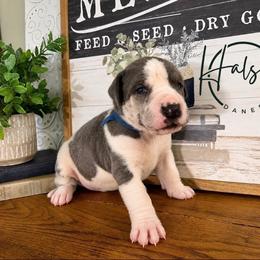 Austin - Blue male Great Dane puppy in Carencro, Louisiana from Halsey Danes