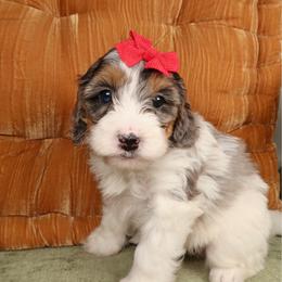 Coral - Tri-color female Bernedoodle puppy in Bowling Green, Ohio from Windy Creek Doodles