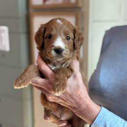 Flint - Red  male Goldendoodle puppy in Wharton, Texas from Little Fur Friends