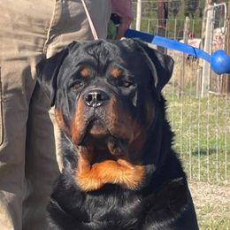 Rottweilers from Sanctus Dei Kennels