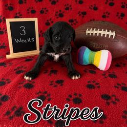 Stripes - Black and white male Sheepadoodle puppy in Glen Rose, Texas from Clevenger’s Sheepadoodle Fur Baby Farm