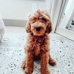 Goldendoodles and Poodles from Texoma Poodle Ranch