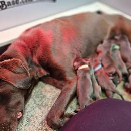Girl 2 - Chocolate female Labrador Retriever puppy in Boyd, Minnesota from Lindley Labradors