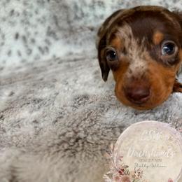 Dachshund Puppies from CSW Dachshunds
